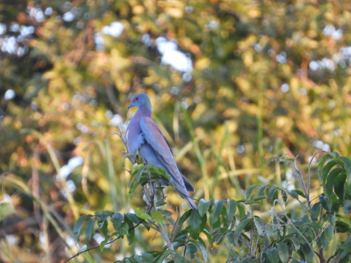 Pale-vented Pigeon - ML641049118