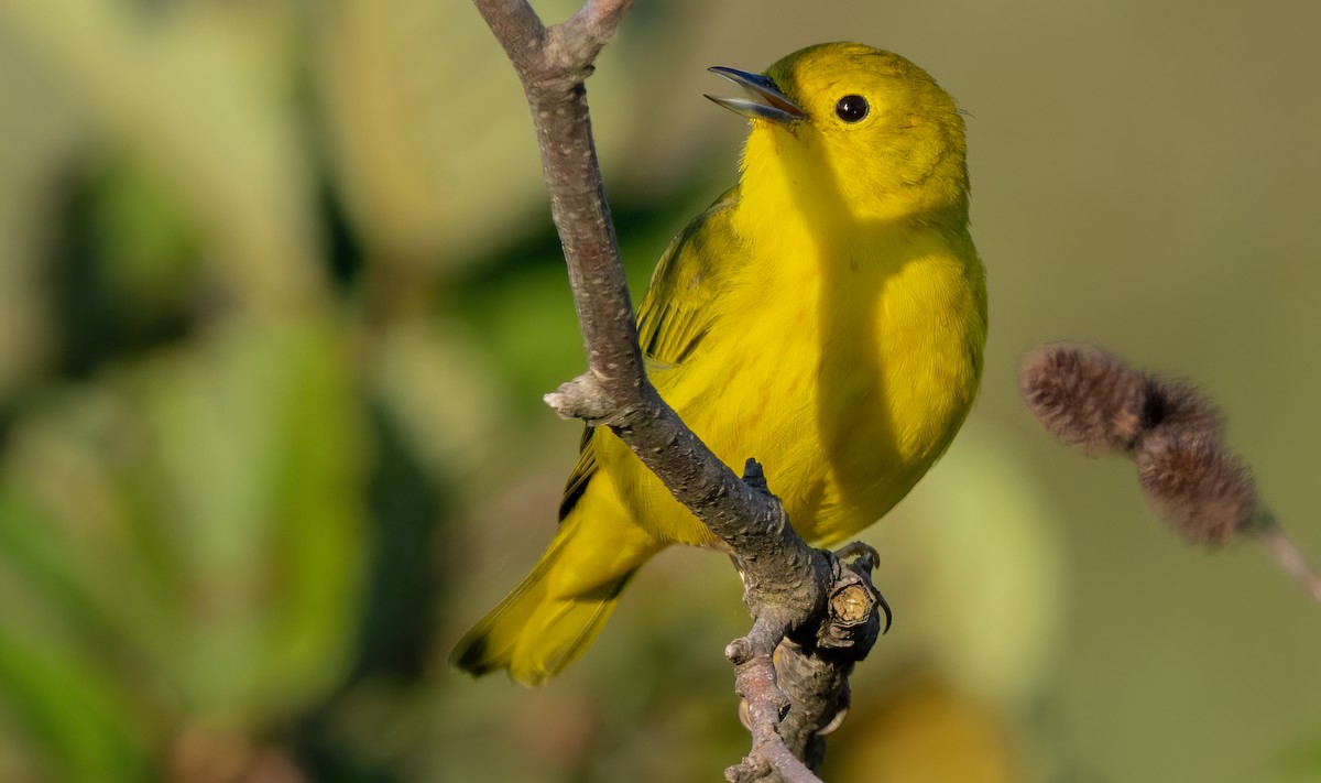 Yellow Warbler - ML641049125