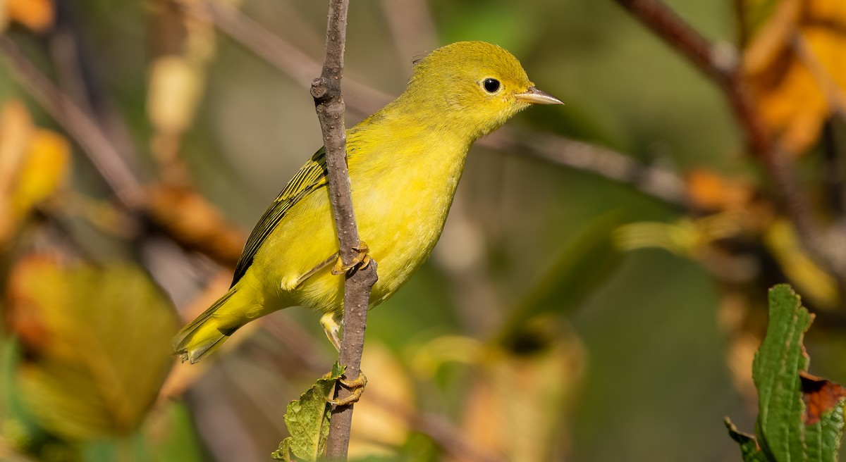 Yellow Warbler - ML641049126