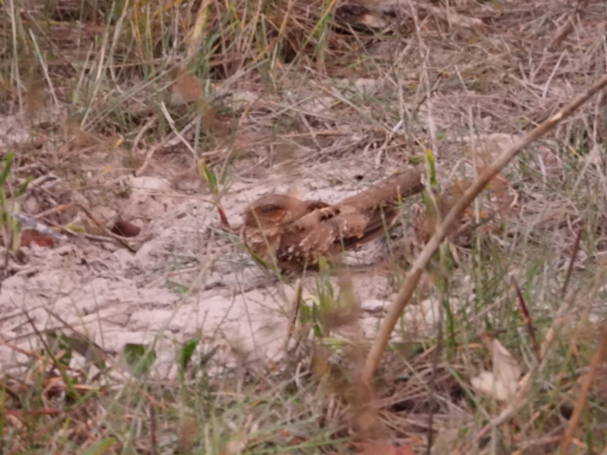 Scissor-tailed Nightjar - ML641049127