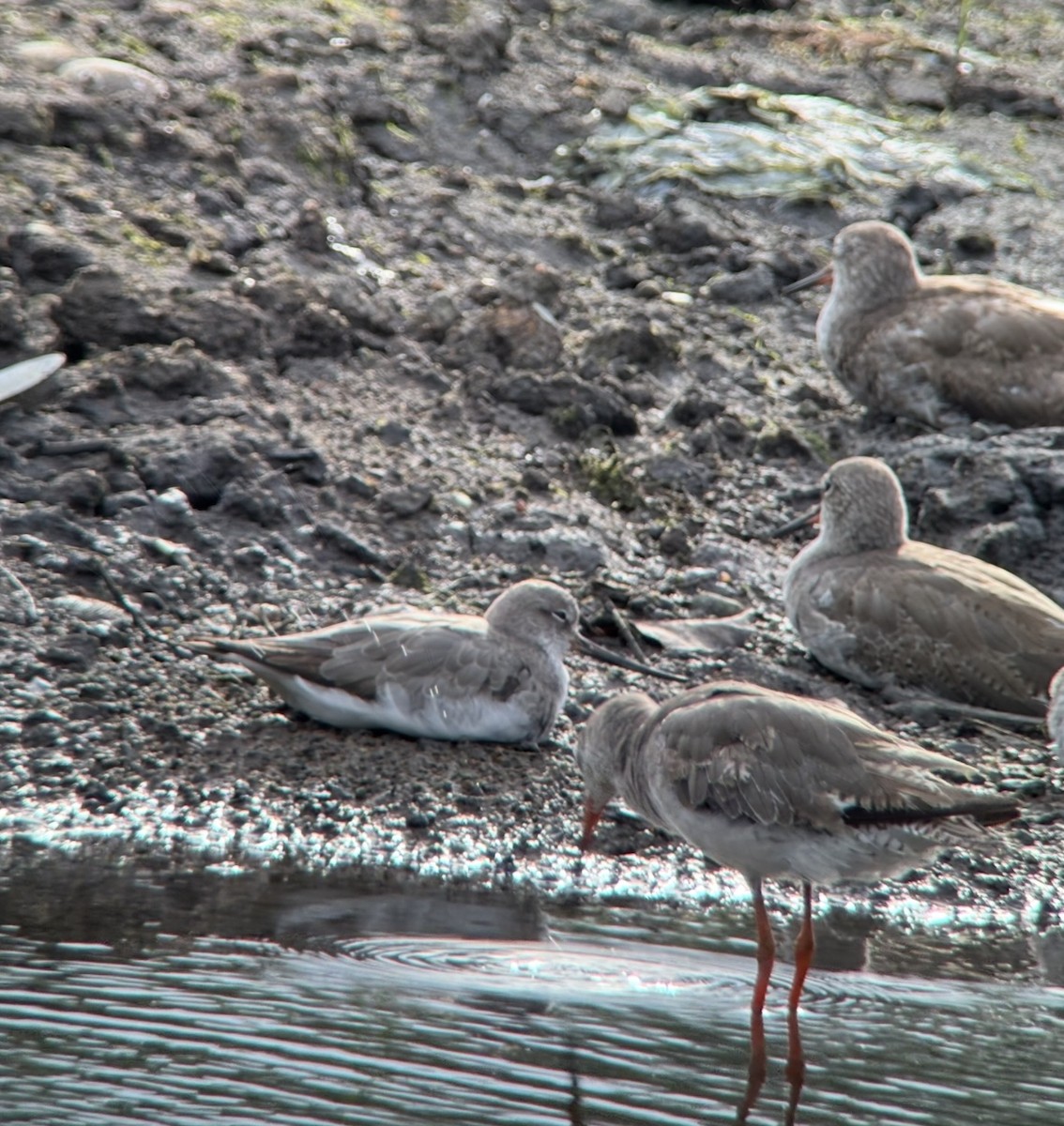 Terek Sandpiper - ML641049140