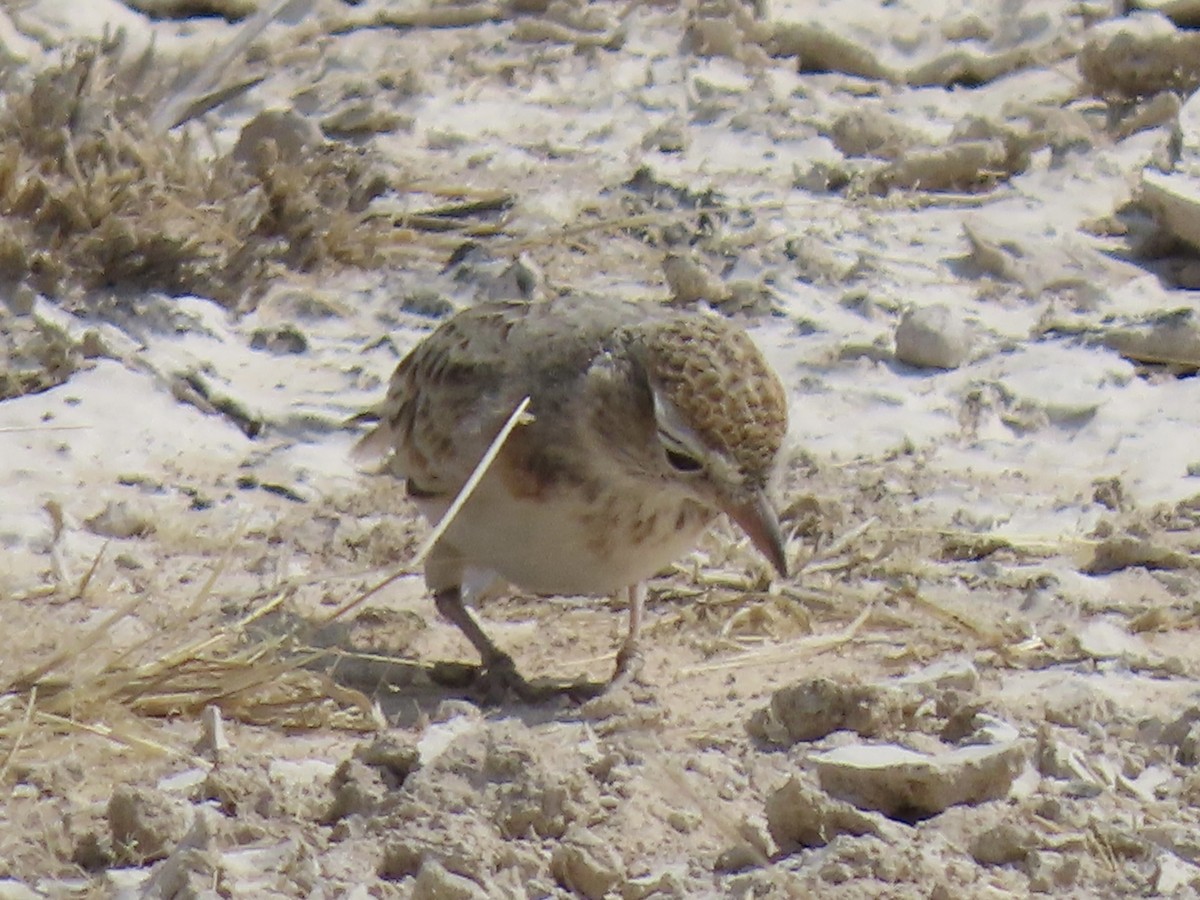 Red-capped Lark - ML641049205