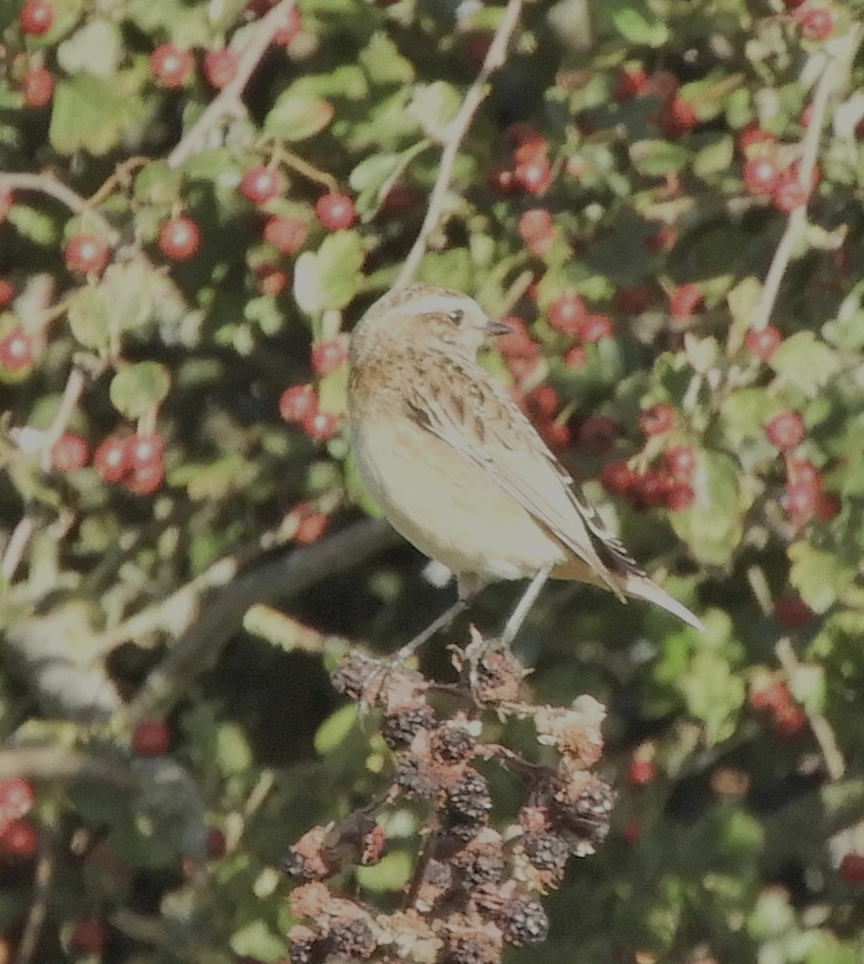 Whinchat - ML641049211