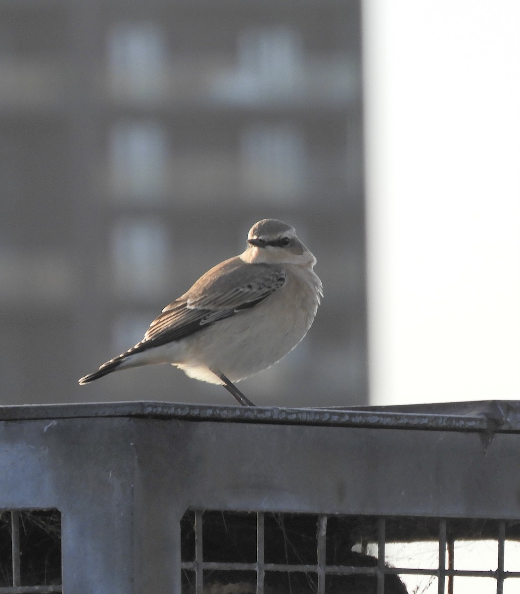 Northern Wheatear - ML641049215