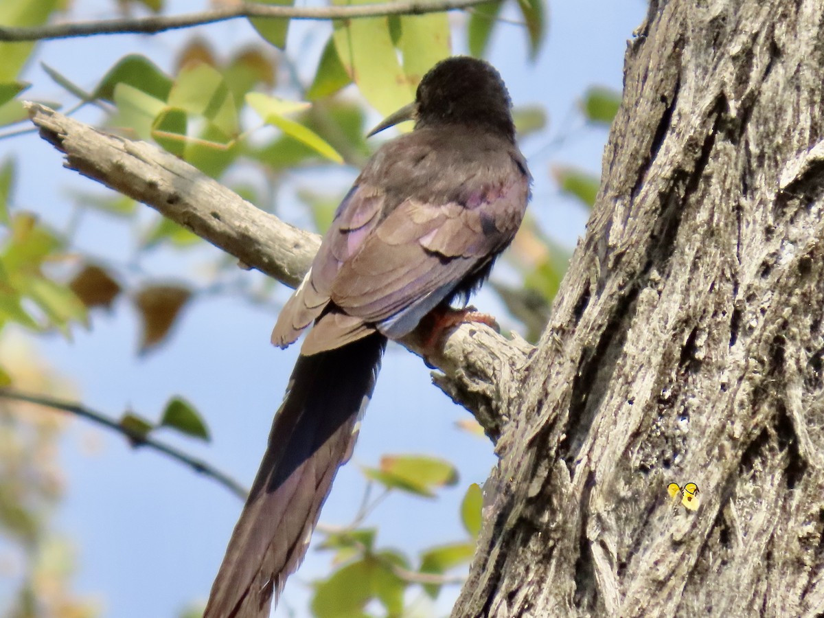 Violet Woodhoopoe - ML641049254
