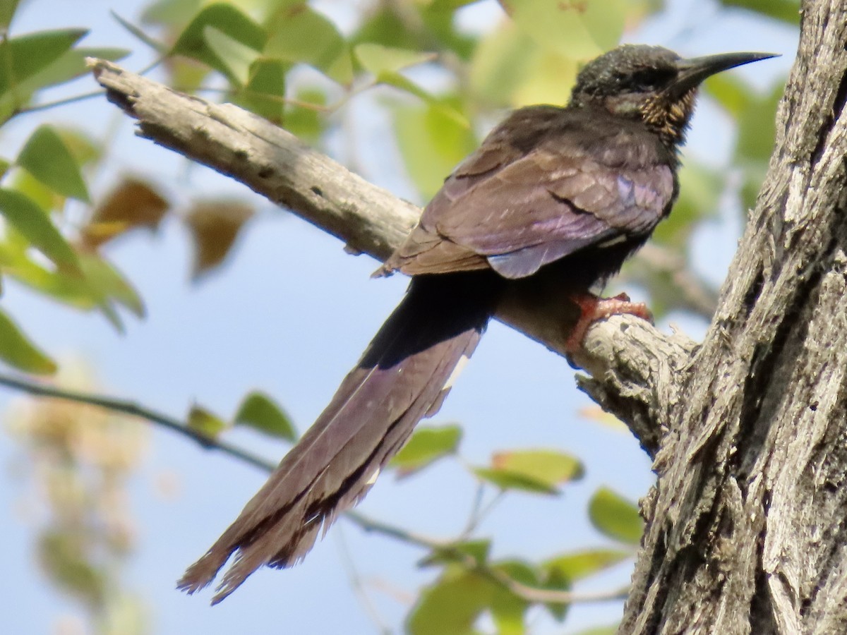 Violet Woodhoopoe - ML641049262