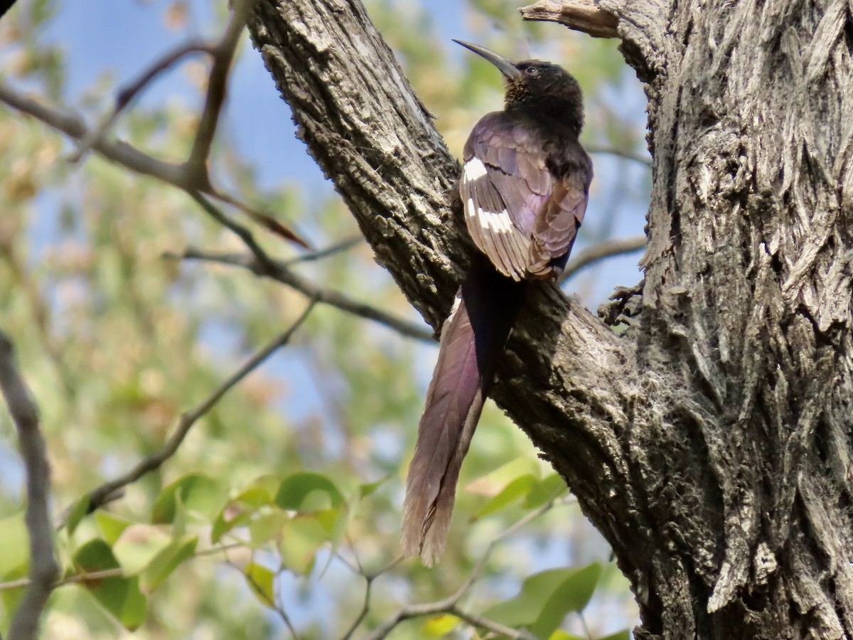 Violet Woodhoopoe - ML641049266