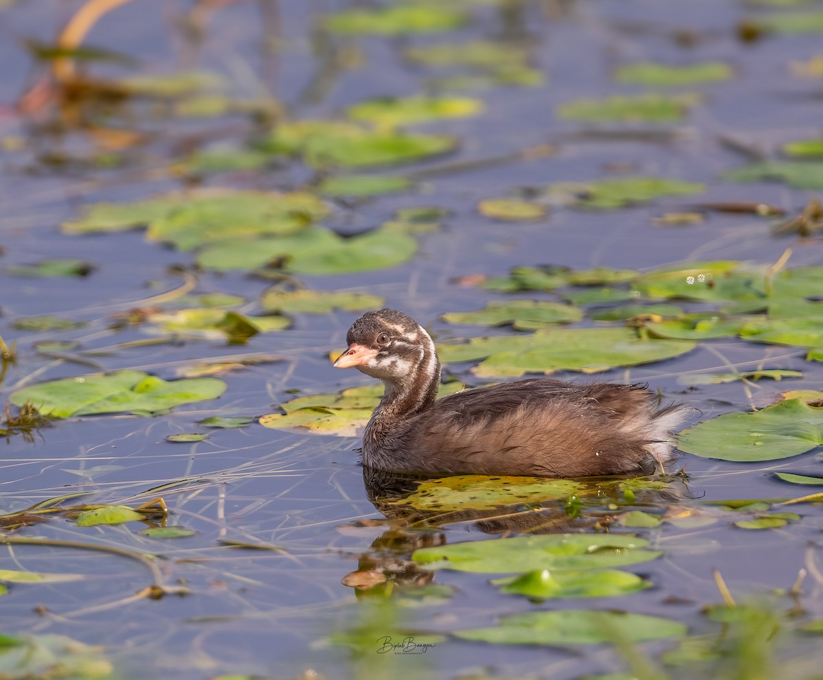 Little Grebe - ML641049275