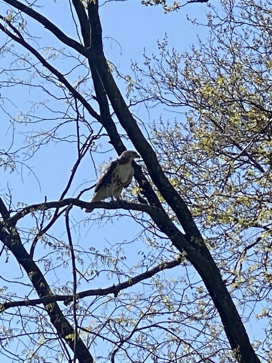 Red-tailed Hawk - ML641049286