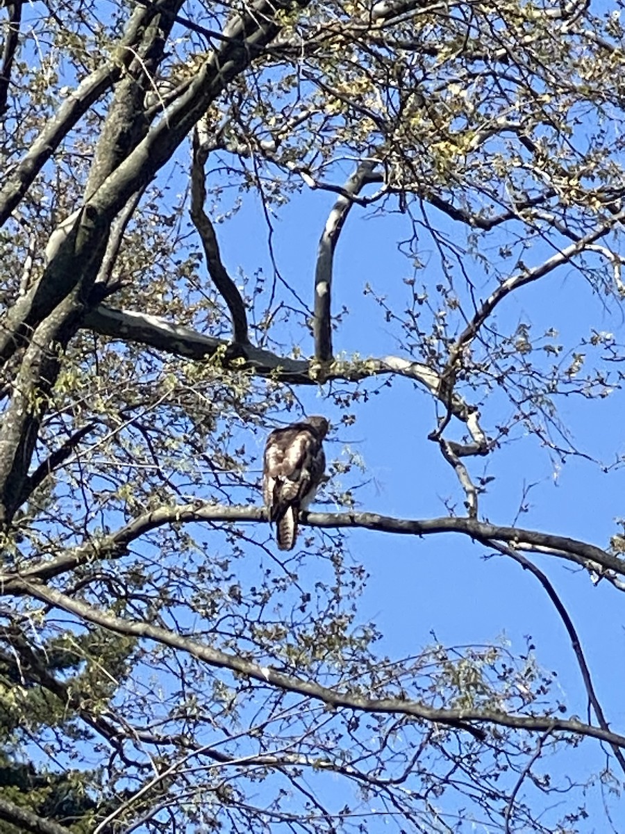 Red-tailed Hawk - ML641049287