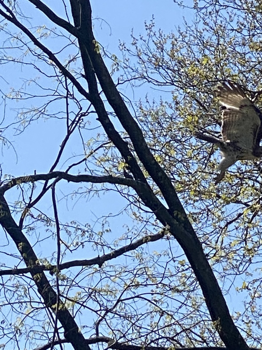 Red-tailed Hawk - ML641049288