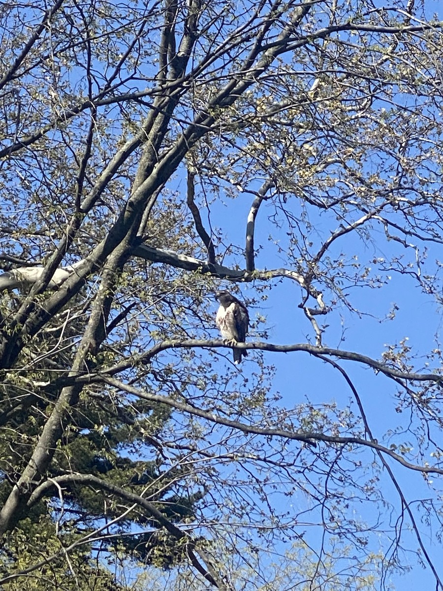 Red-tailed Hawk - ML641049289