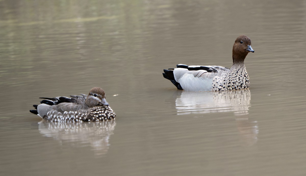 Pato de Crin - ML641049300
