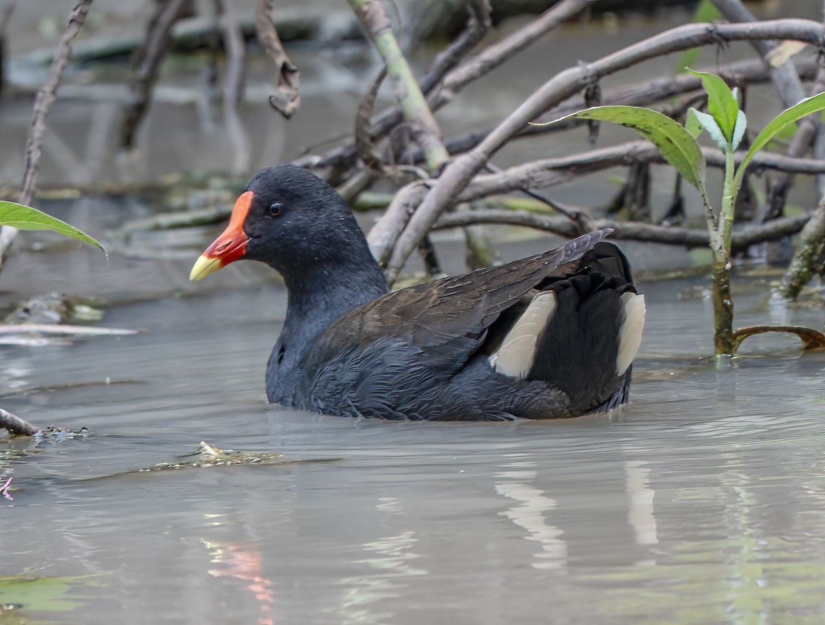 Gallineta Enlutada - ML641049305