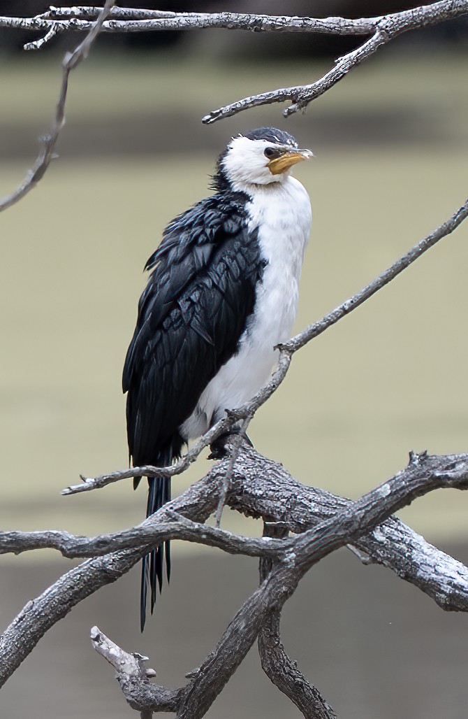 Cormorán Piquicorto - ML641049310