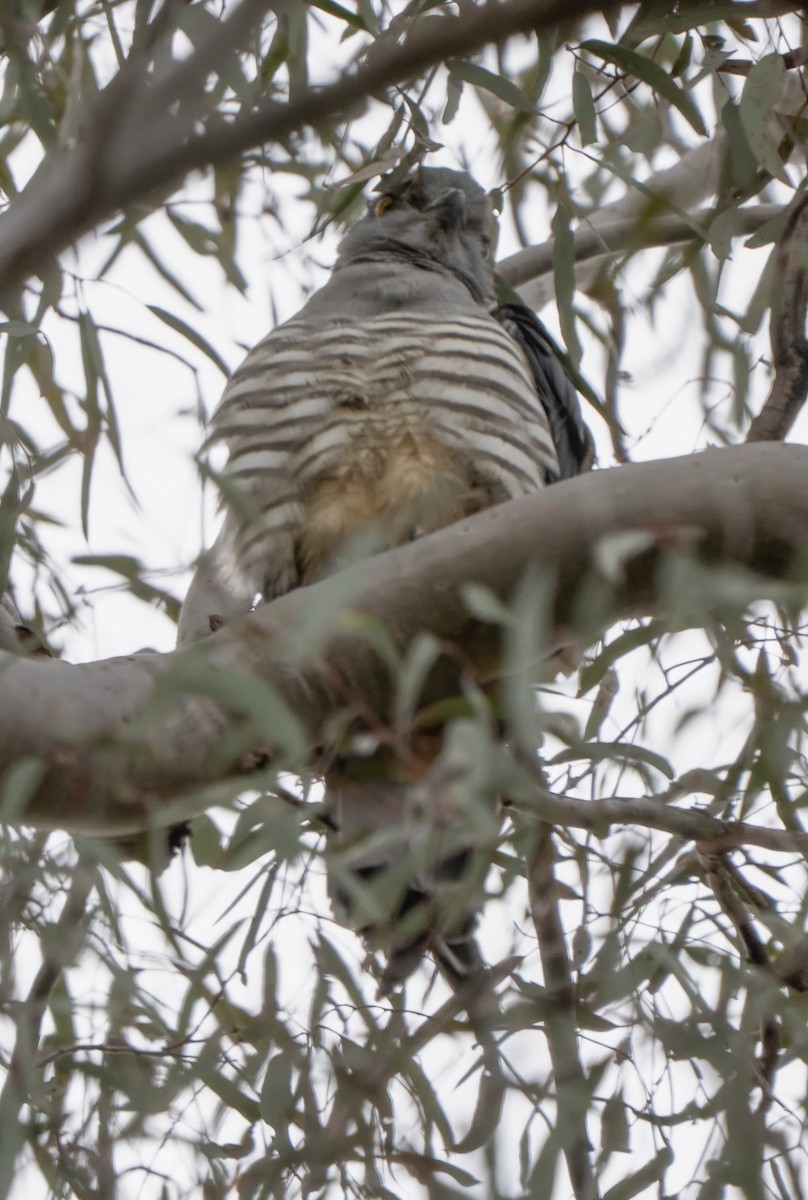 Baza Australiano - ML641049315