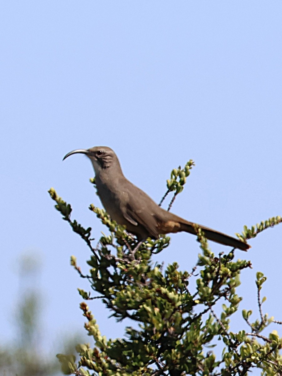 California Thrasher - ML641049320