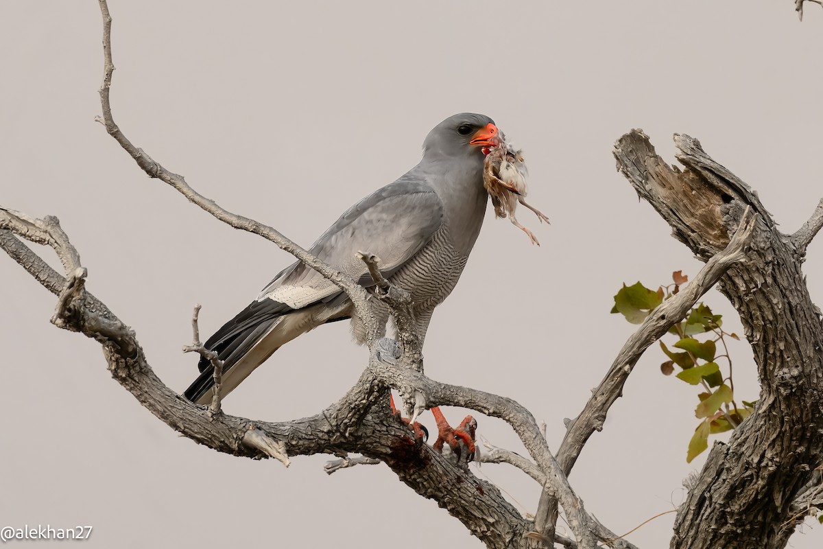 Pale Chanting-Goshawk - ML641049347