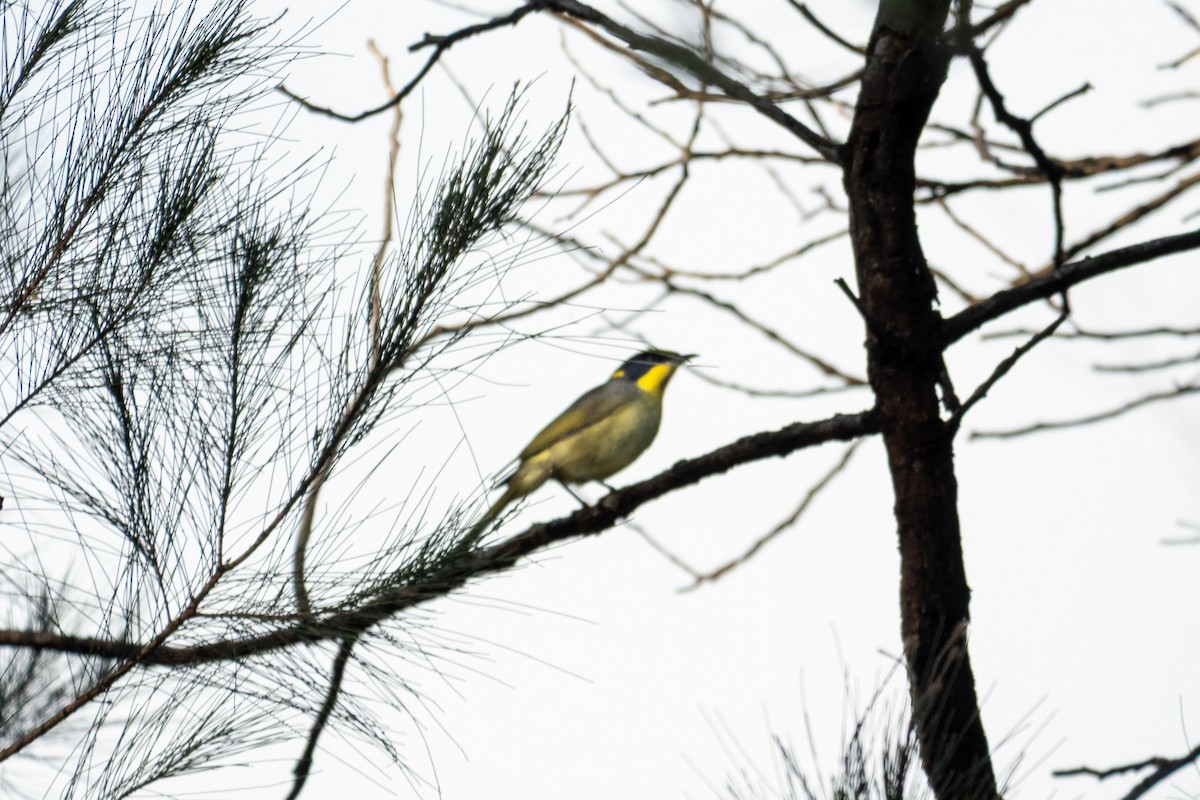 Yellow-tufted Honeyeater - ML641049358