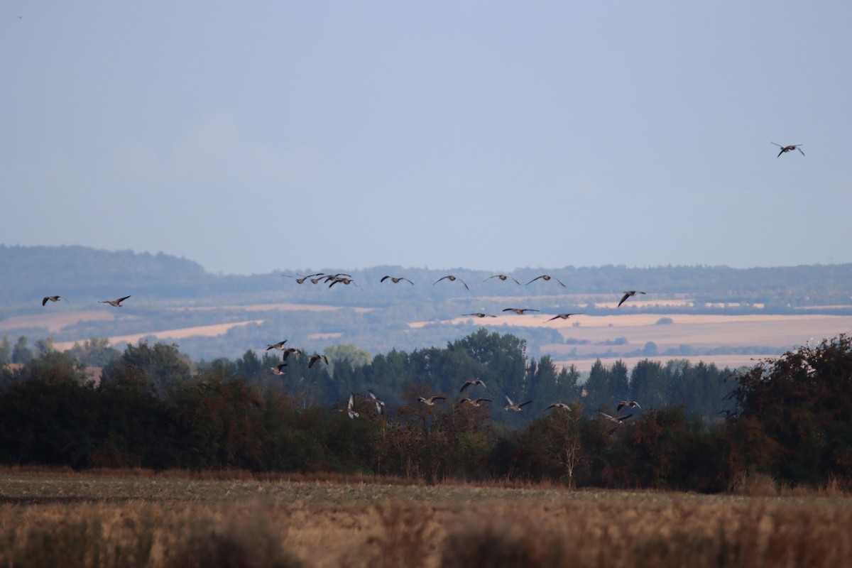 Graylag Goose - ML641049377
