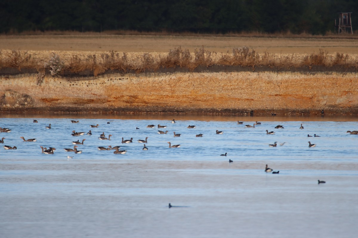 Graylag Goose - ML641049383