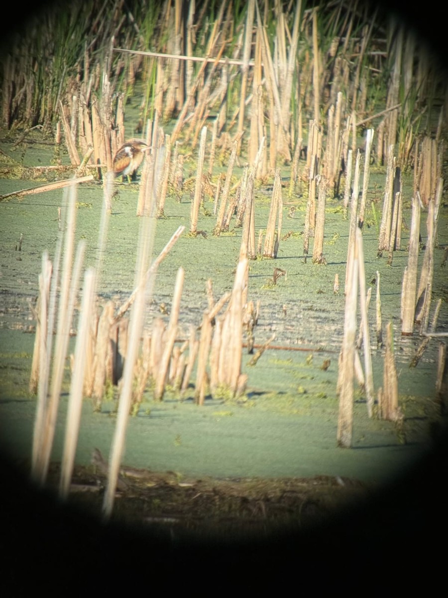 Least Bittern - ML641049412