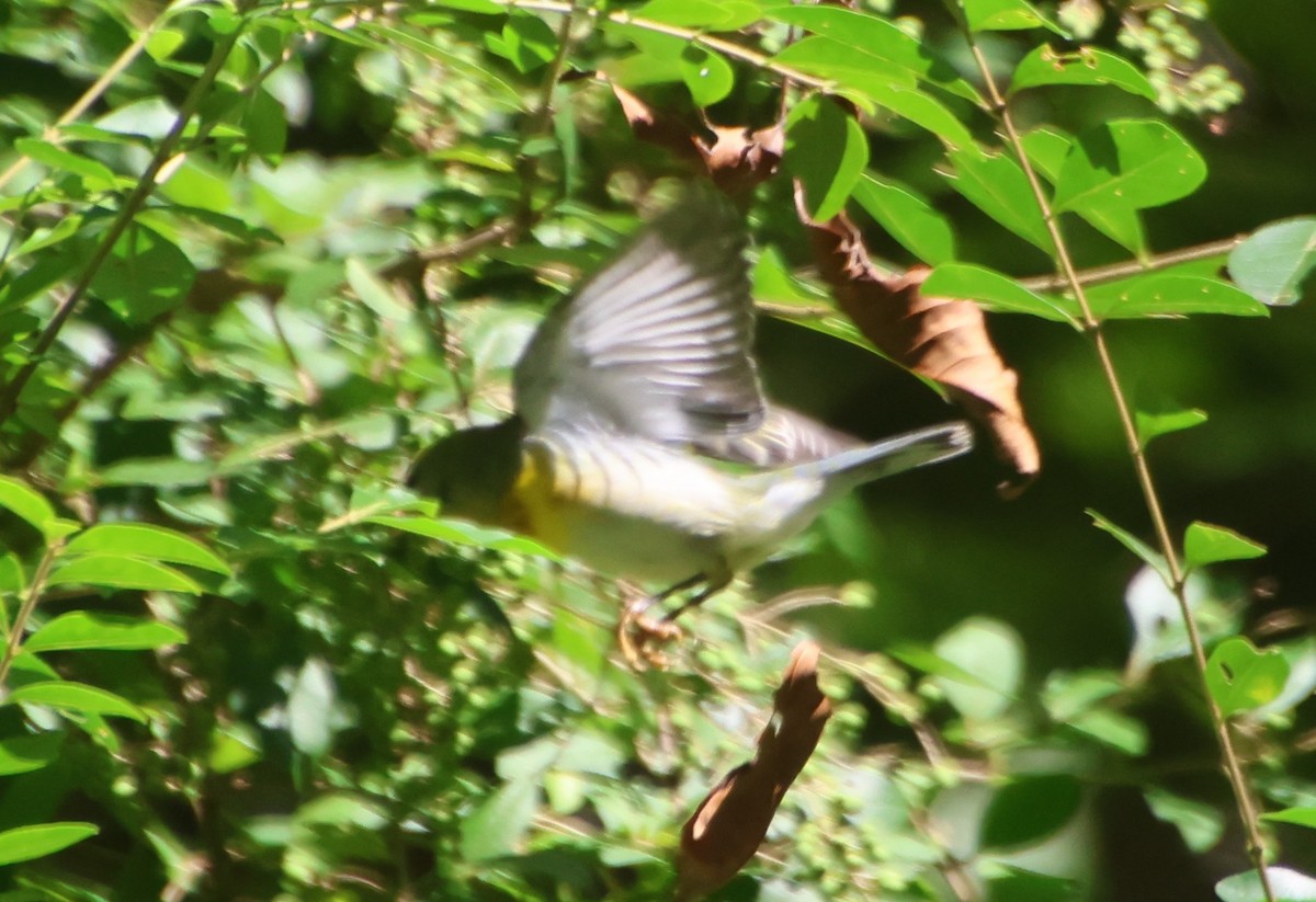 Northern Parula - ML641049444