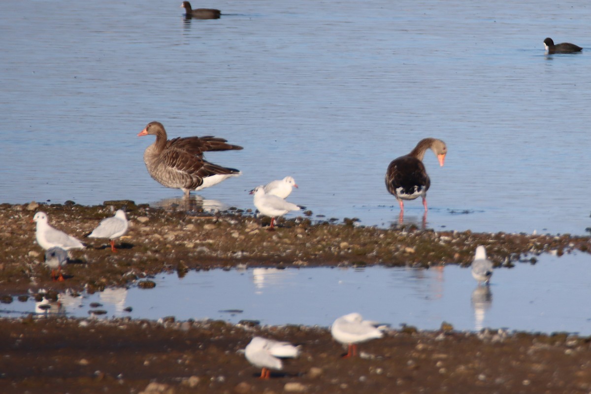 Graylag Goose - ML641049456