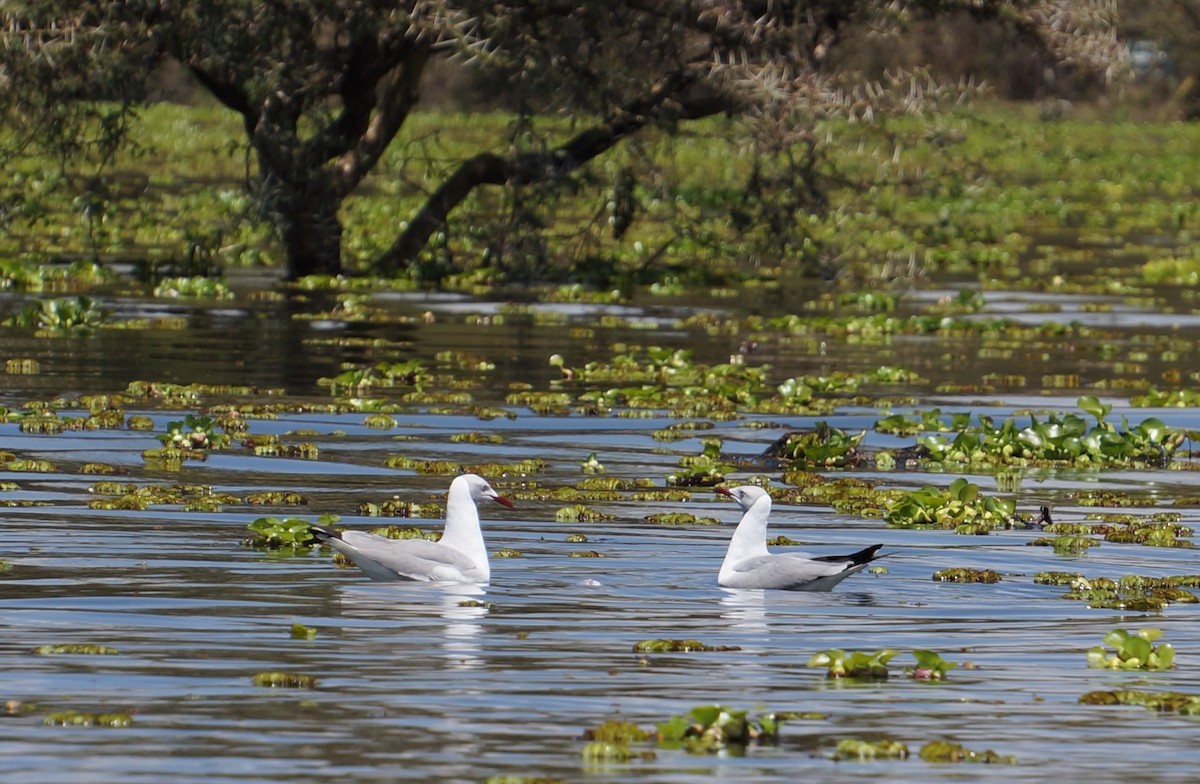 Gray-hooded Gull - ML641049459