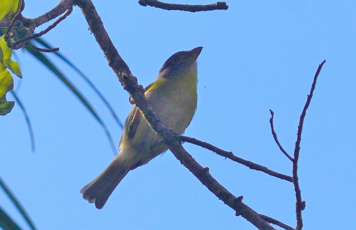 Rufous-browed Peppershrike - ML641049467