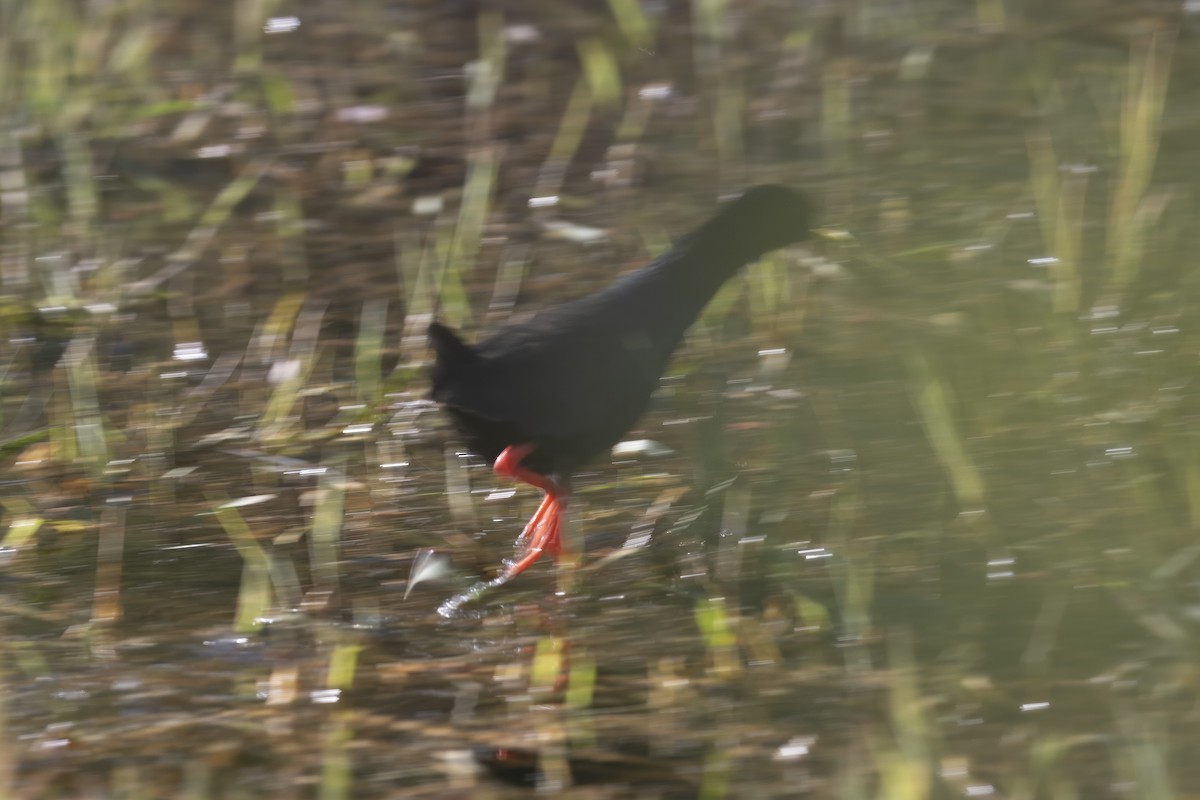 Black Crake - ML641049468