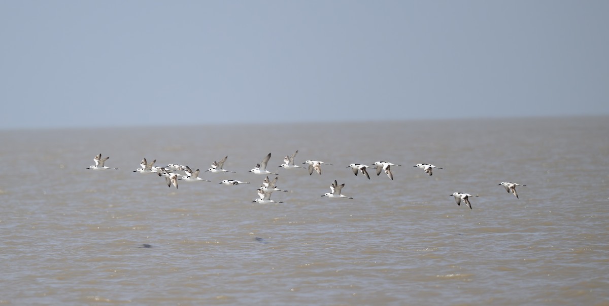 Reiherläufer - ML641049478