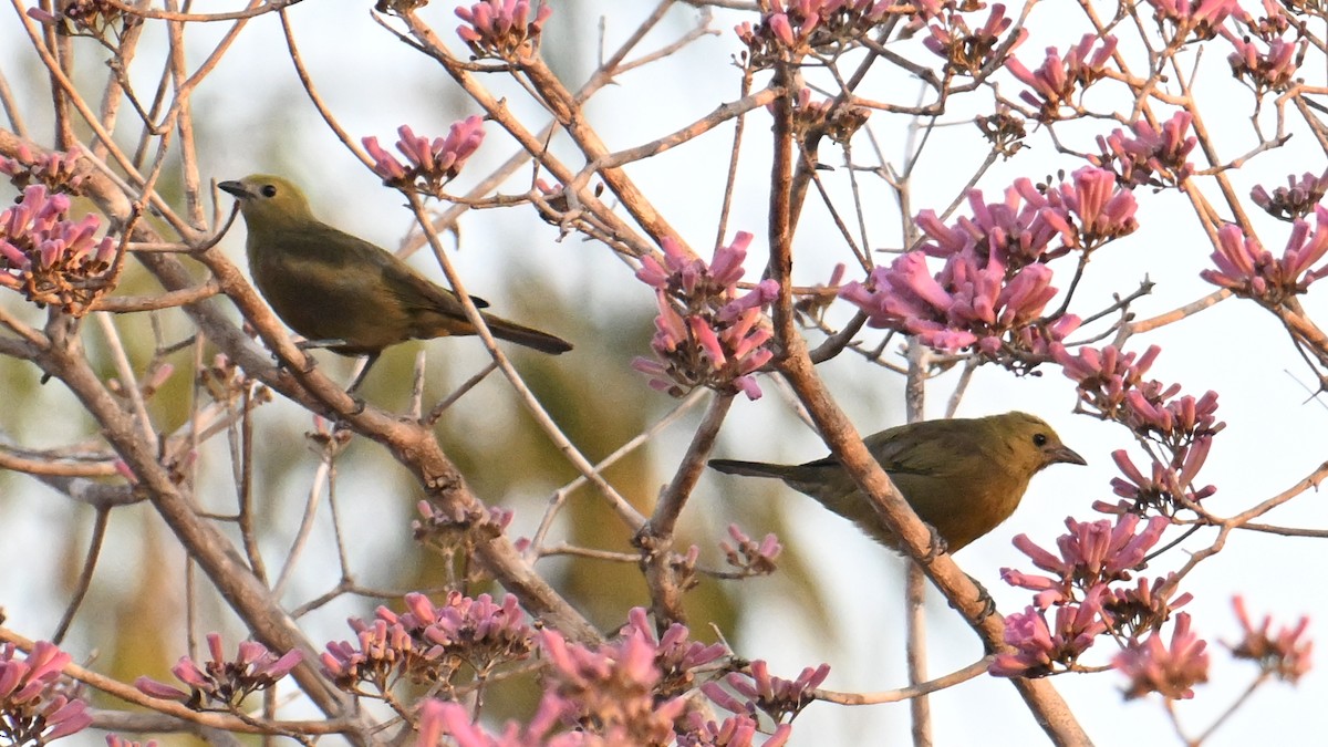 Palm Tanager - ML641049482