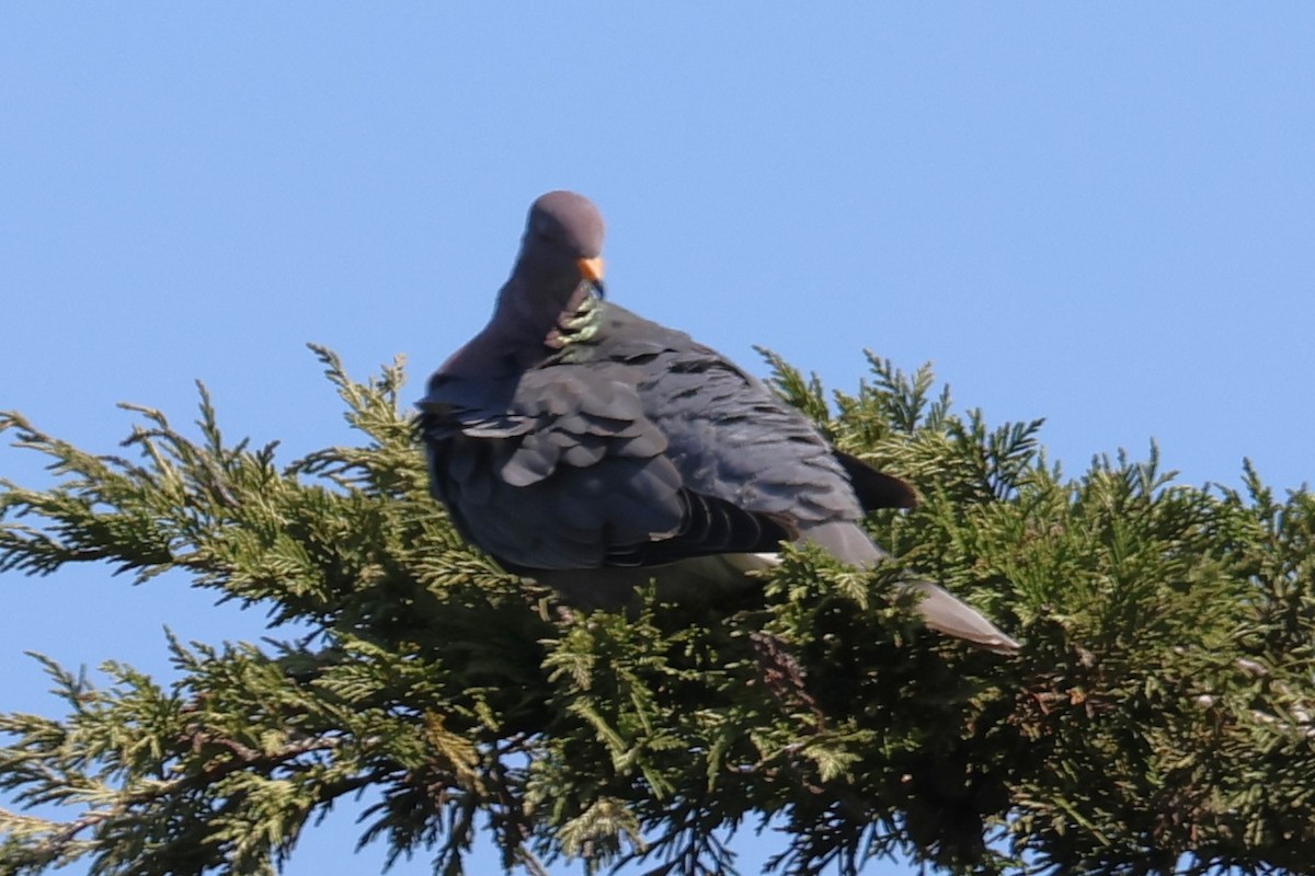 Band-tailed Pigeon - ML641049483