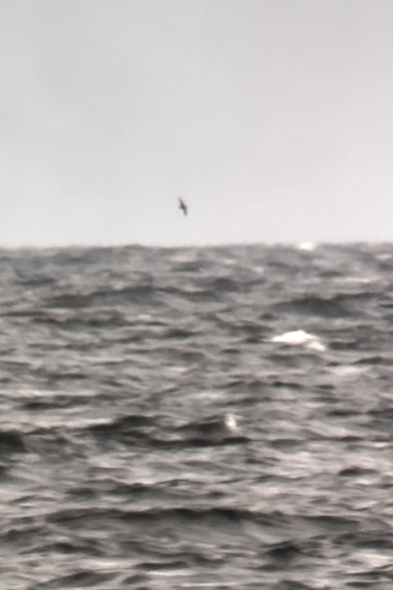 Sooty Shearwater - ML641049490