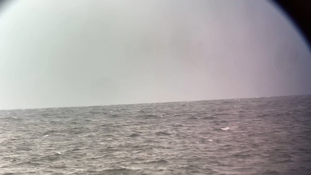 Sooty Shearwater - ML641049493