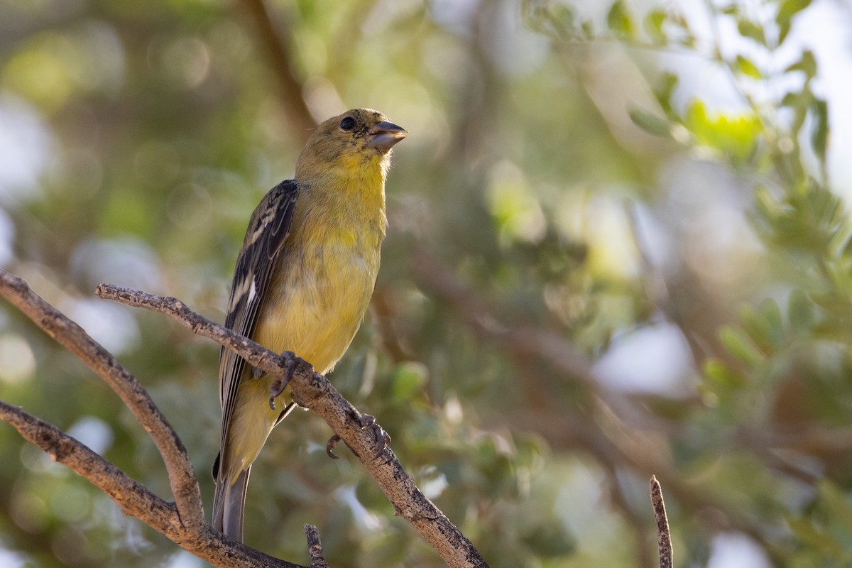 Lesser Goldfinch - ML641049530