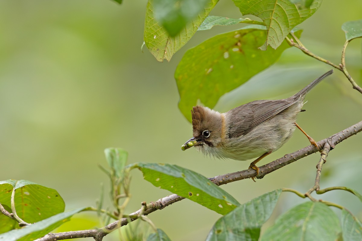 Yuhina Bigotuda - ML641049534