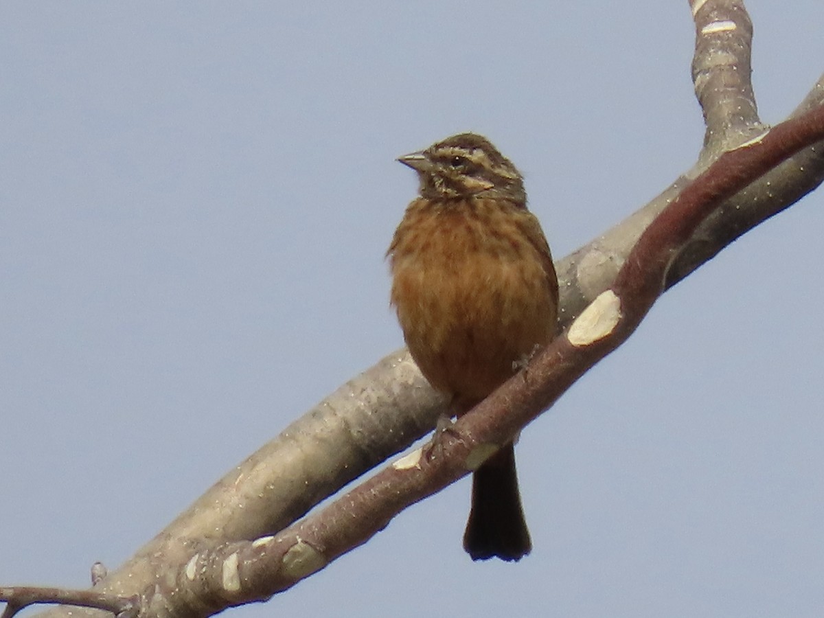 Cinnamon-breasted Bunting - ML641049556