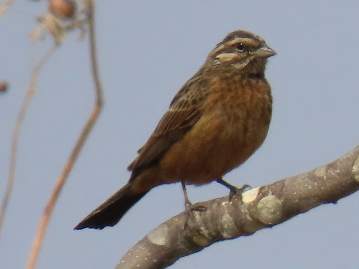 Cinnamon-breasted Bunting - ML641049565