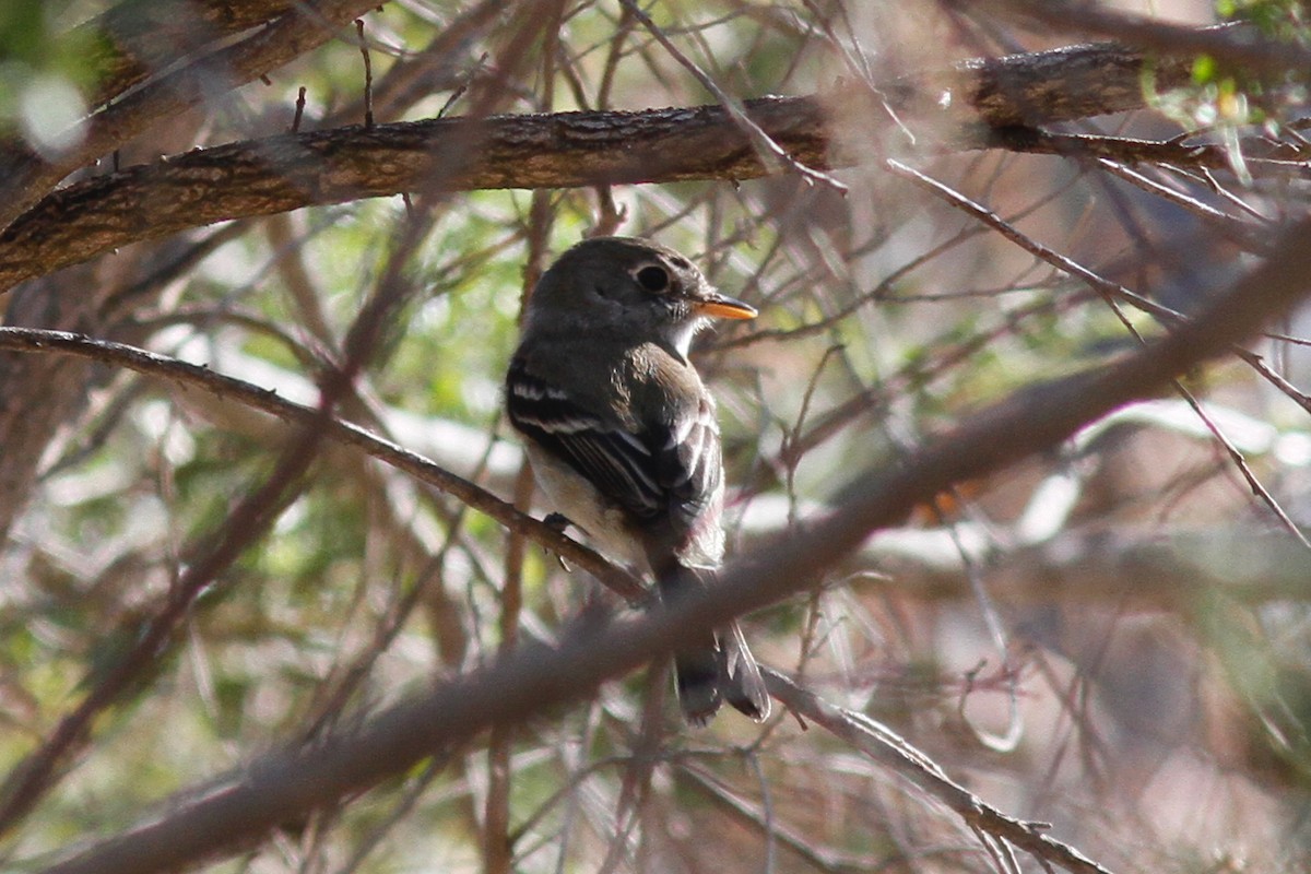 Least Flycatcher - ML641049587