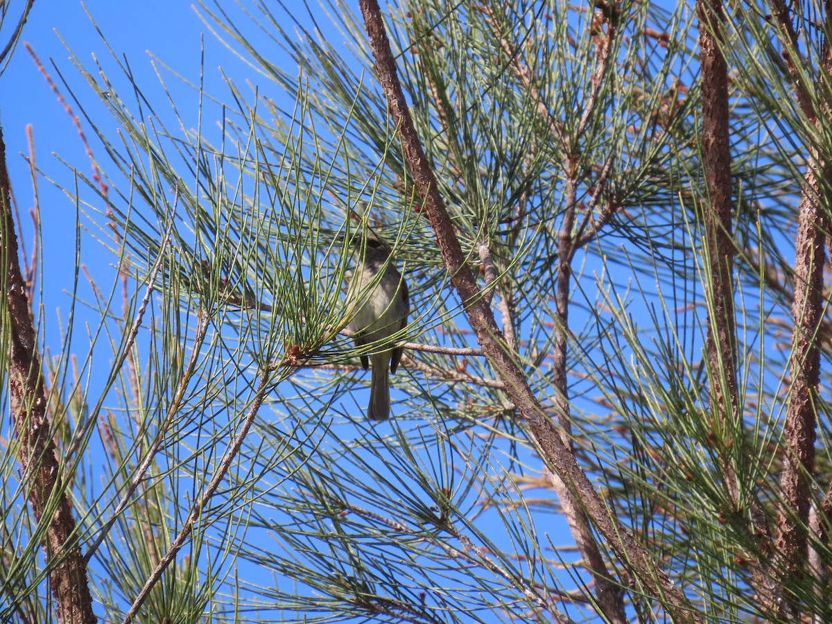 Brown Honeyeater - ML641049592