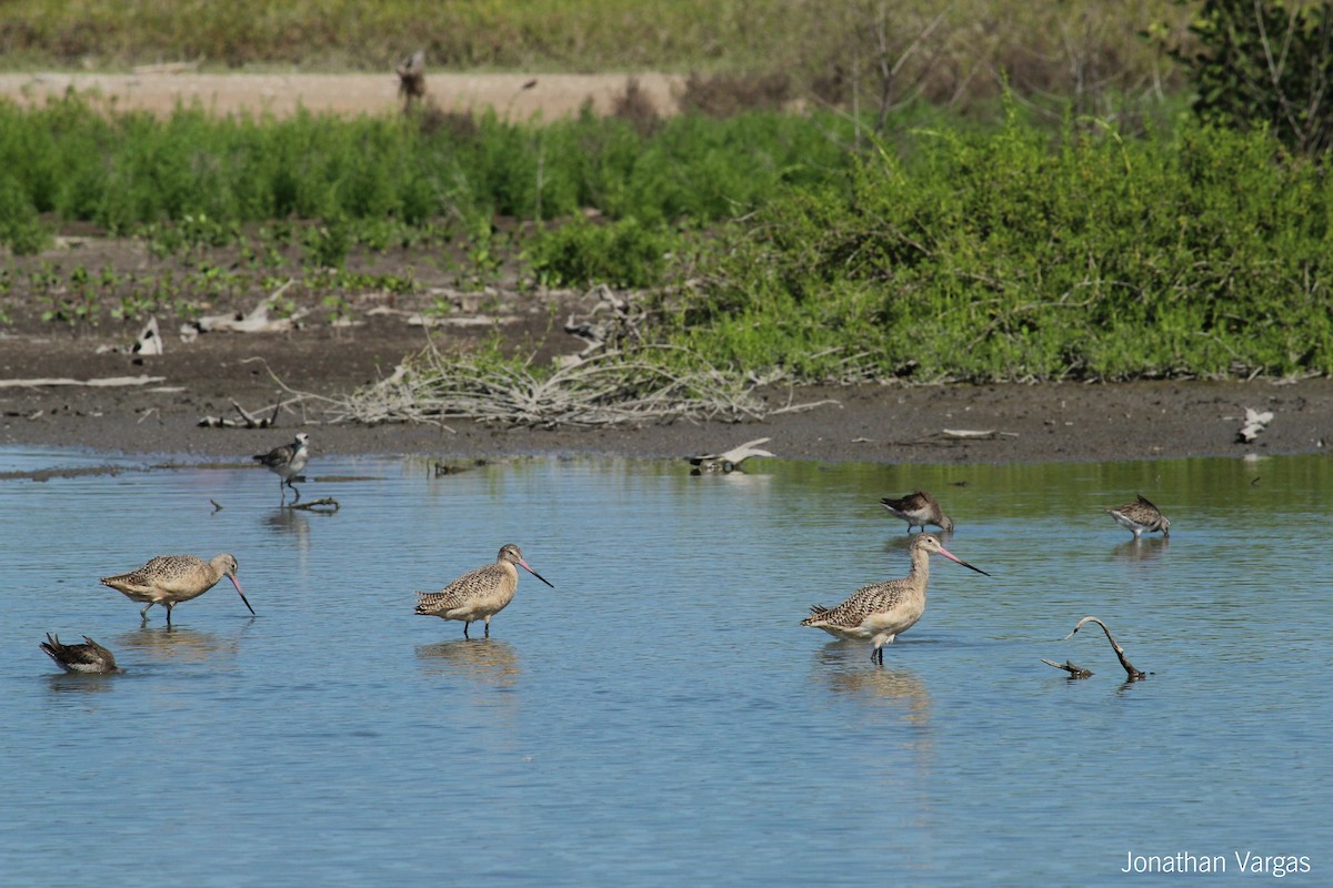 Marbled Godwit - ML64104961