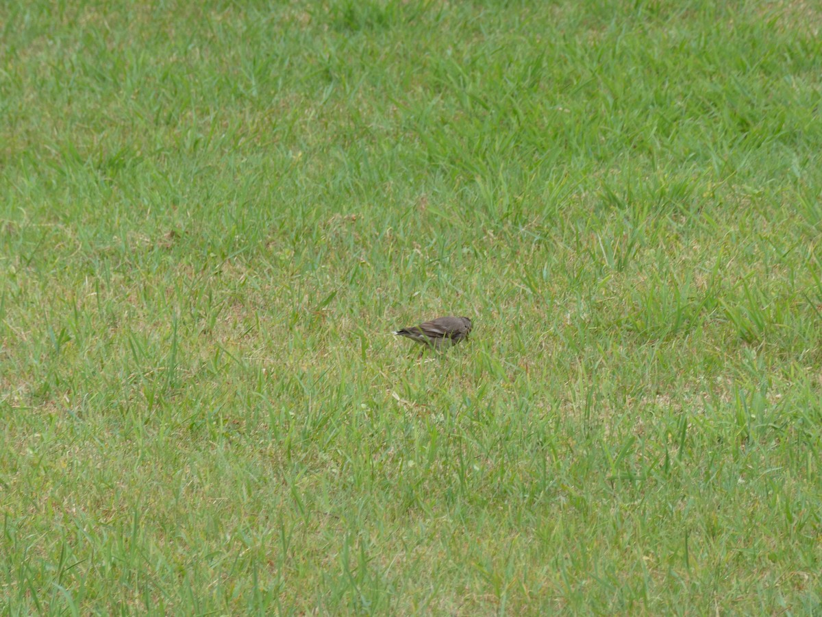 White-cheeked Starling - ML641049620