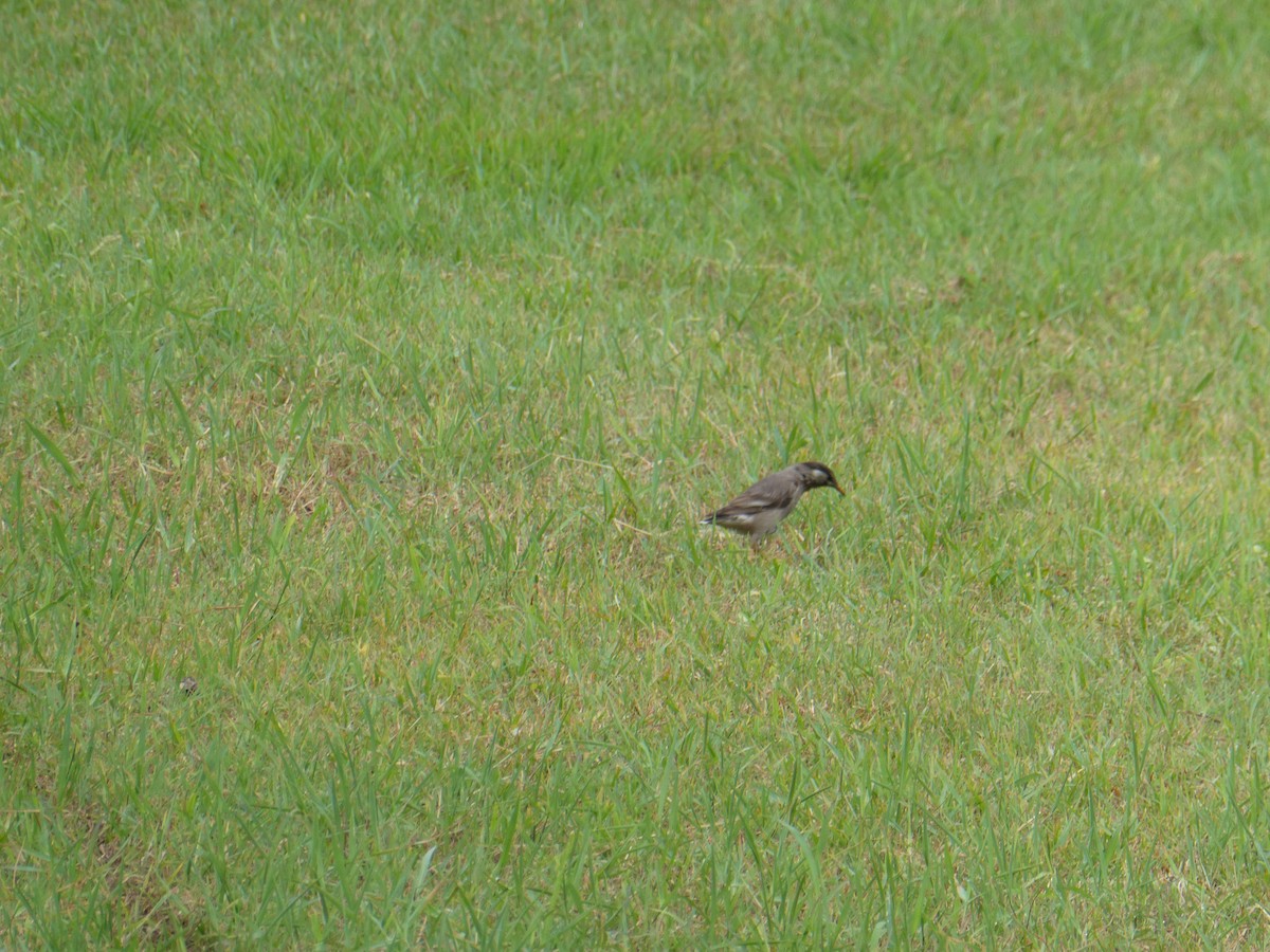 White-cheeked Starling - ML641049621
