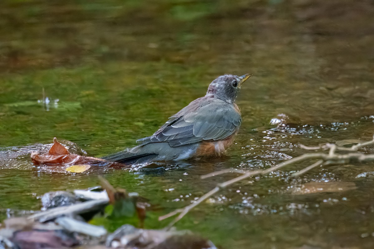 American Robin - ML641049631
