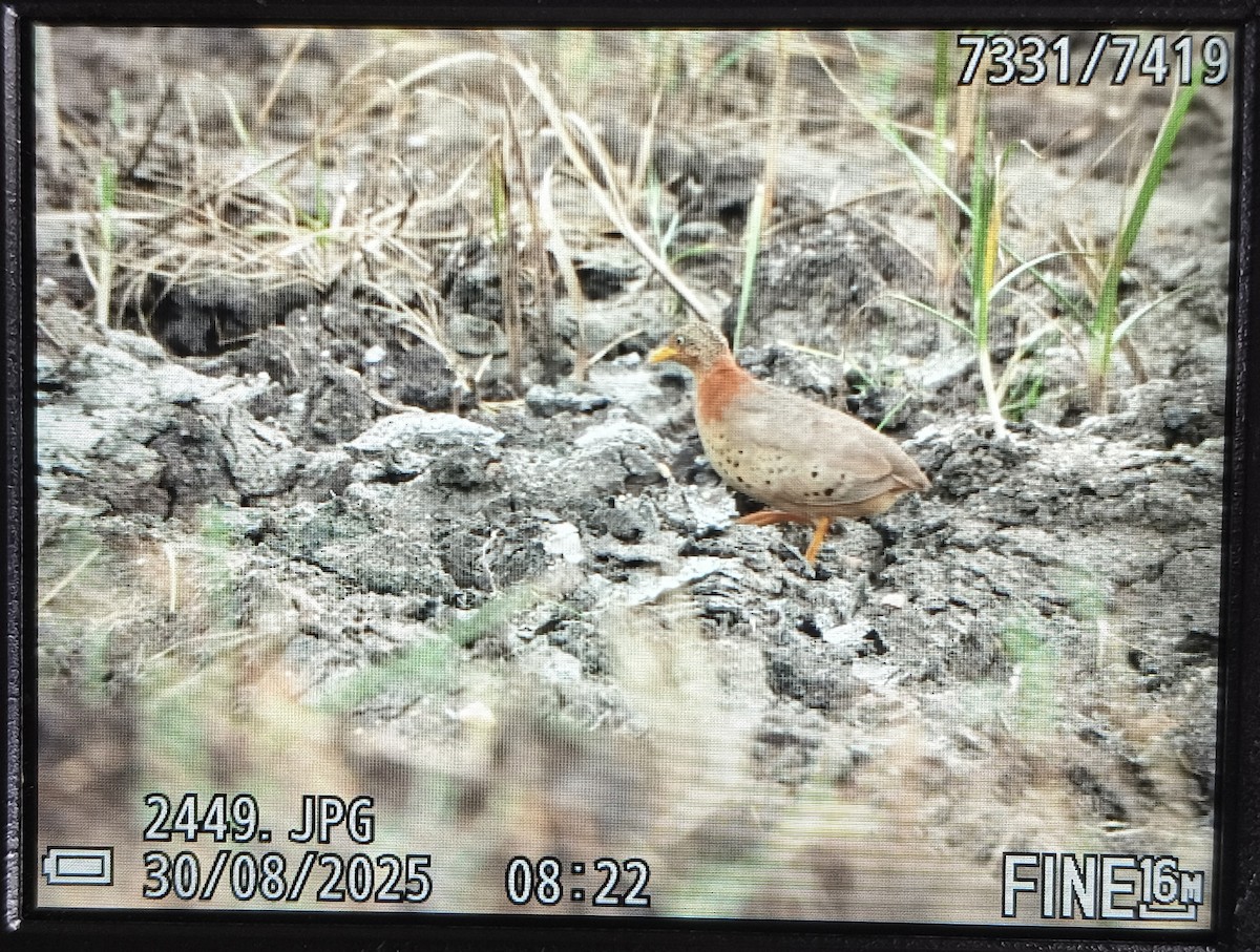 Yellow-legged Buttonquail - ML641049647