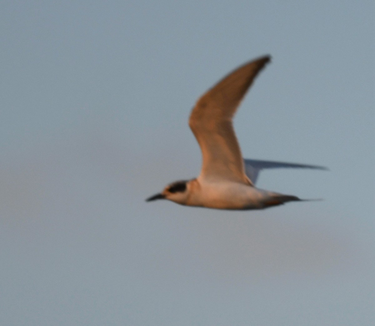 Forster's Tern - ML641049651