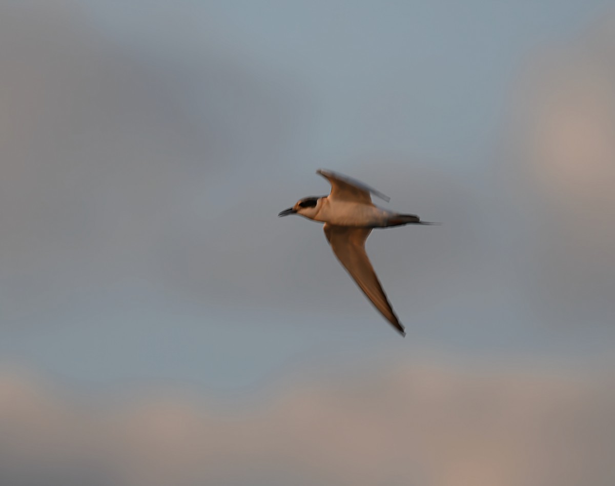 Forster's Tern - ML641049652