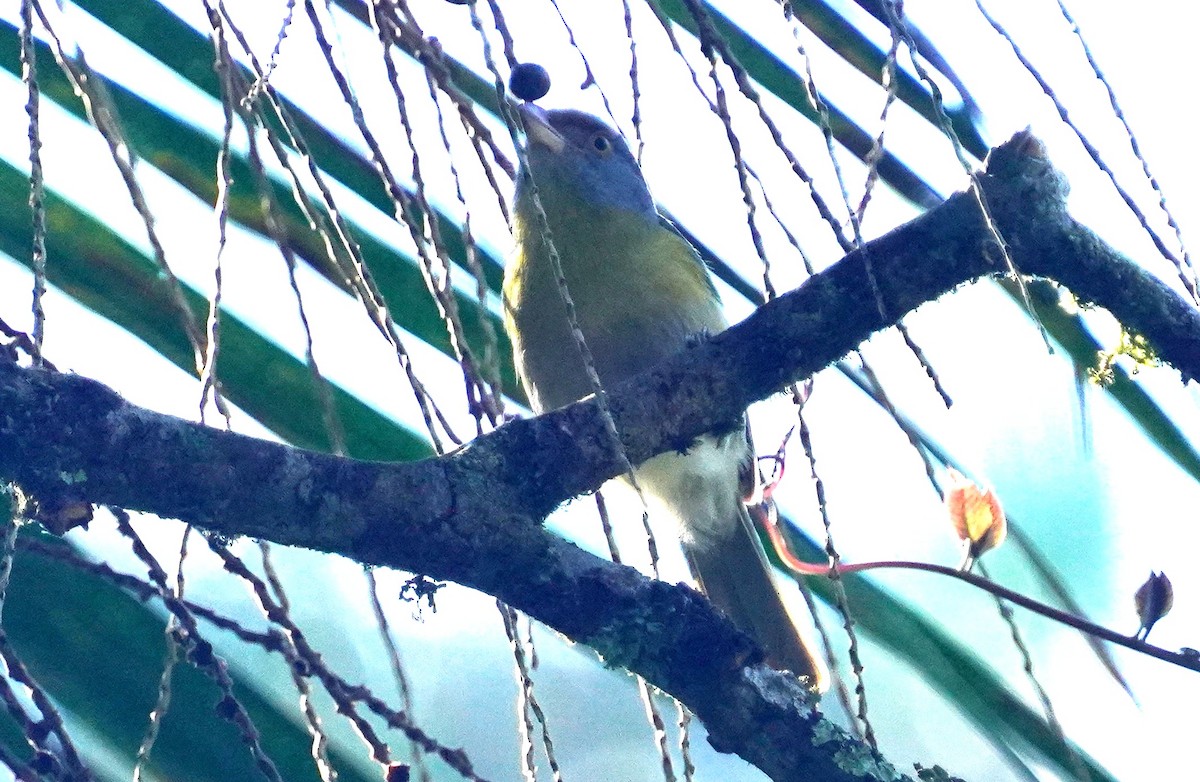 Rufous-browed Peppershrike - ML641049653